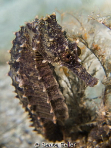 Seahorse by Beate Seiler 